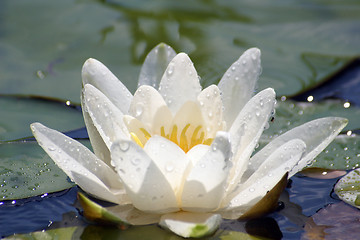 Image showing Beautiful Waterlily on pound in park