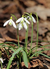 Image showing Snowdrops