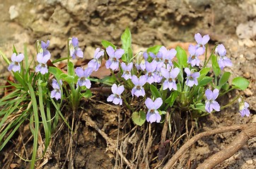 Image showing Violets