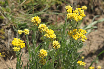 Image showing Helichrysum arenarium