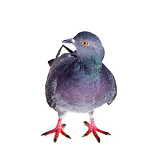 Image showing pigeon on a white background