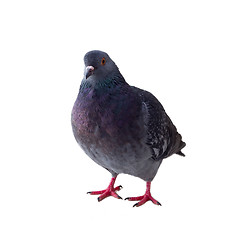 Image showing pigeon on a white background