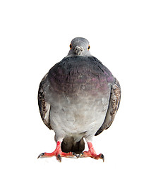 Image showing dove on a white background