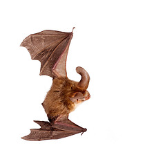 Image showing long-eared bat isolated on white