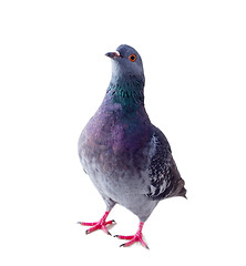 Image showing pigeon on a white background