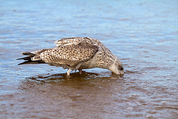 Image showing sea seagull goes on waves