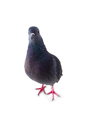 Image showing pigeon on a white background