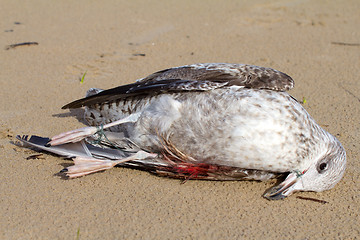 Image showing seagull dies in a trap from the thrown line