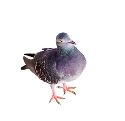 Image showing pigeon on a white background