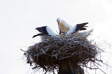 Image showing White Stork on nest in spring