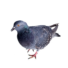 Image showing pigeon on a white background