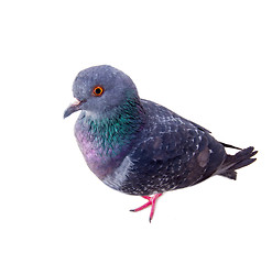 Image showing pigeon on a white background