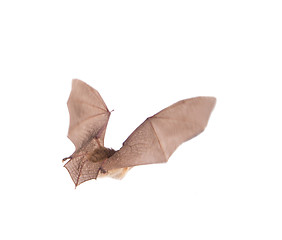 Image showing long-eared bat in flight isolated on white