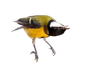 Image showing titmouse bird isolated on white