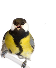 Image showing titmouse bird isolated on white