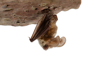 Image showing long-eared bat  on stone