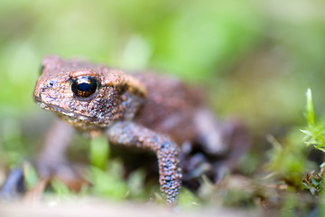 Image showing toad macro