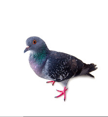 Image showing pigeon on a white background
