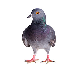 Image showing pigeon on a white background