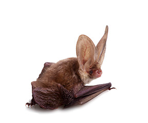 Image showing long-eared bat isolated on white