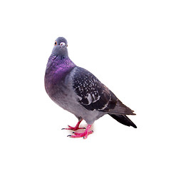 Image showing pigeon on a white background