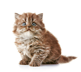 Image showing British long hair kitten