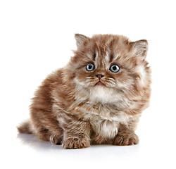 Image showing British long hair kitten