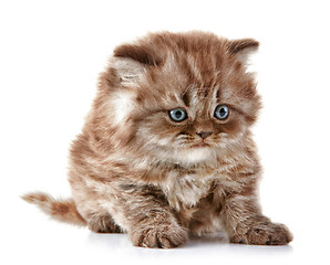 Image showing British long hair kitten