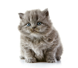 Image showing British long hair kitten