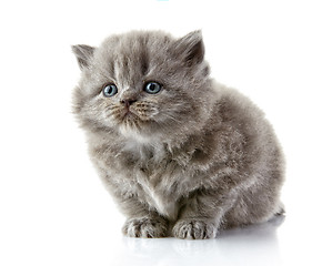 Image showing British long hair kitten