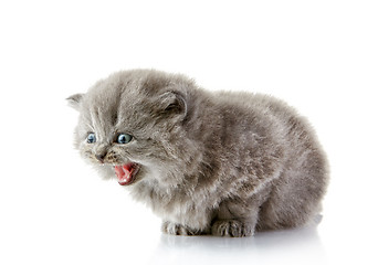 Image showing British long hair kitten