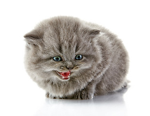 Image showing British long hair kitten