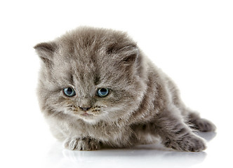 Image showing British long hair kitten