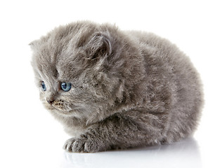 Image showing British long hair kitten