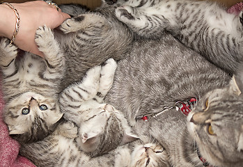 Image showing Beautiful pedigreed cat and her kittens.