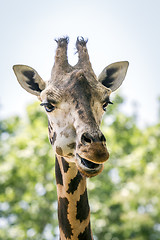 Image showing Giraffe