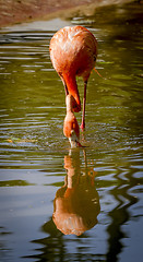 Image showing flamingo drinking 