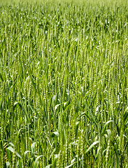 Image showing green grass with dew