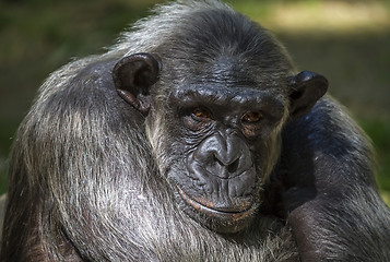 Image showing Closeup of chimpanzee (Pan troglodytes) 