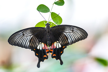 Image showing Butterfly papilio bianor