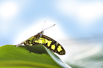 Image showing butterfly papilio