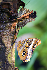 Image showing butterfly caligo eurilochus