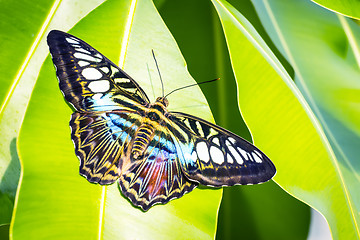 Image showing Butterfly Morpho Richardius