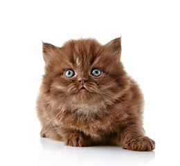 Image showing British long hair kitten