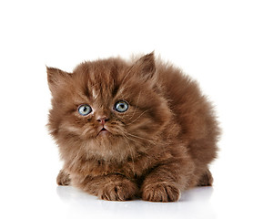 Image showing British long hair kitten