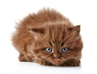 Image showing British long hair kitten