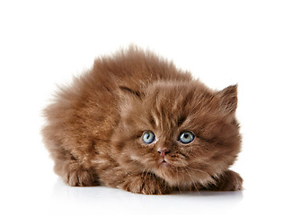 Image showing British long hair kitten