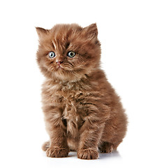 Image showing British long hair kitten