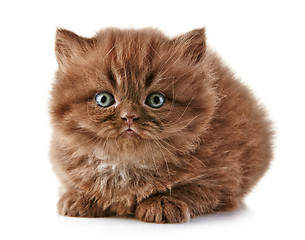 Image showing British long hair kitten