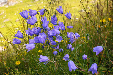 Image showing Wild flowers campanula in moutains